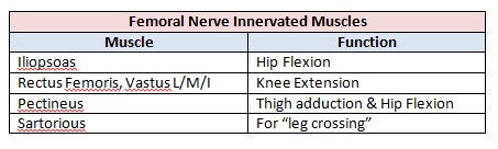 Femoral Nerve Muscle Actions
