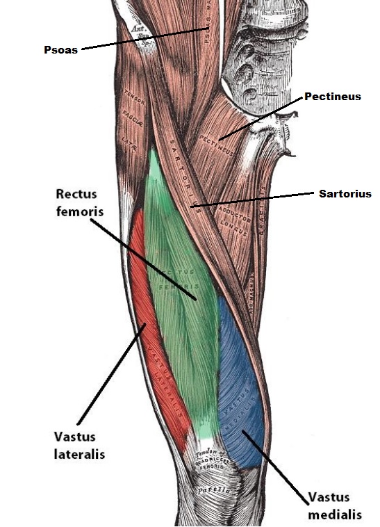 Femoral Nerve Muscles