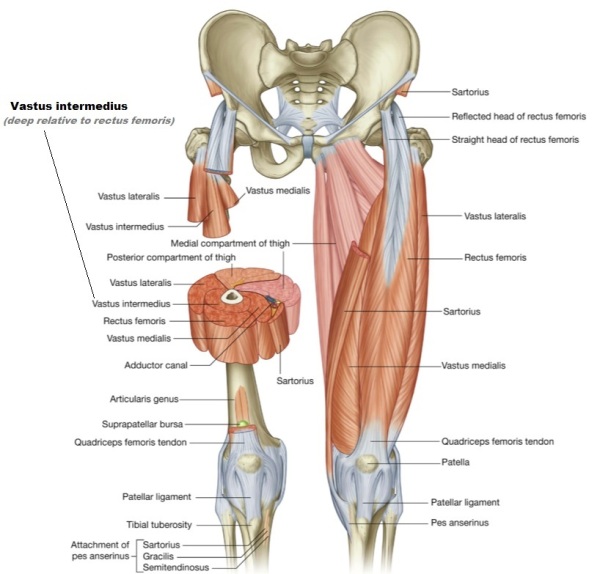 Femoral Nerve Muscles2