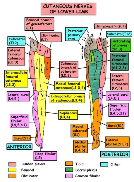 Sensory Nerves of Leg